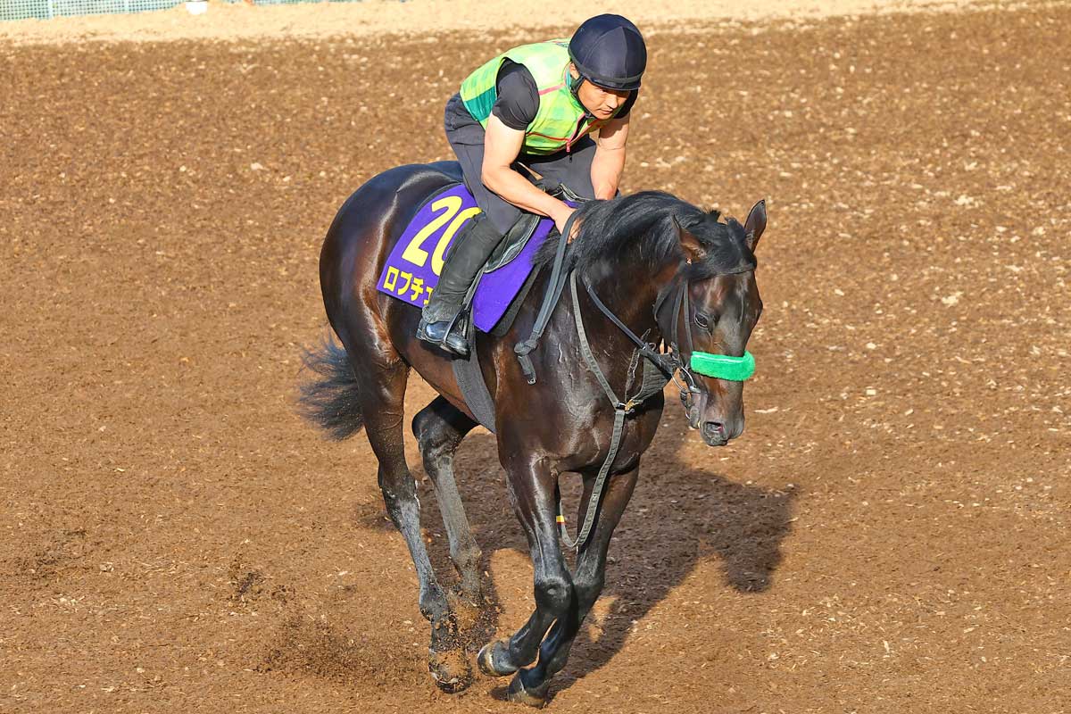 17年の菊花賞馬キセキが有馬記念で引退 ブリーダーズSSで種牡馬